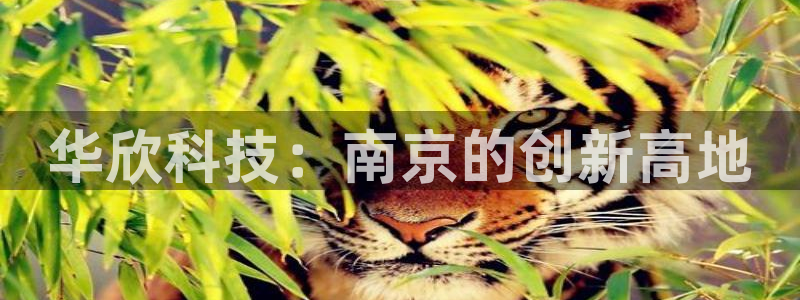 恒行2乃5O6917：华欣科技：南京的创新高地